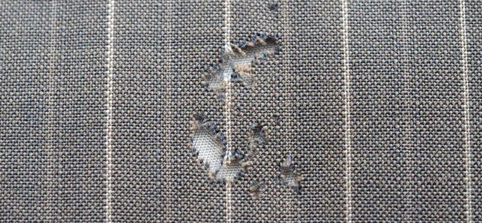 Tackling moths in your home: Top tips