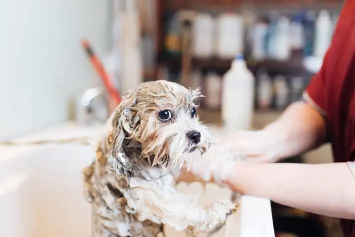 Pet-friendly home improvements - shower