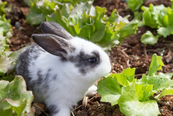 pet-friendly home improvements - rabbit