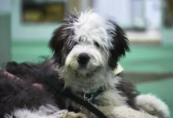National Pet Show