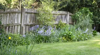 Neighbour’s tree blocking light into my garden – what can I do?
