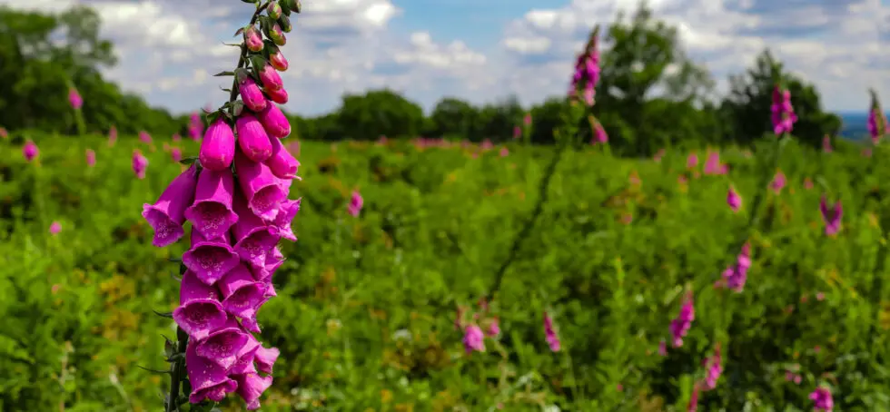 Lockdown lesson for government: 71% want local green spaces enhanced