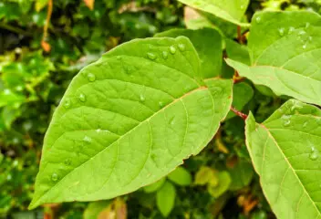 buying a house with japanese knotweed