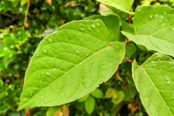 buying a house with japanese knotweed
