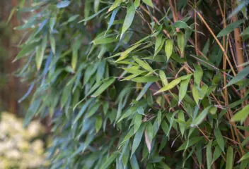bamboo