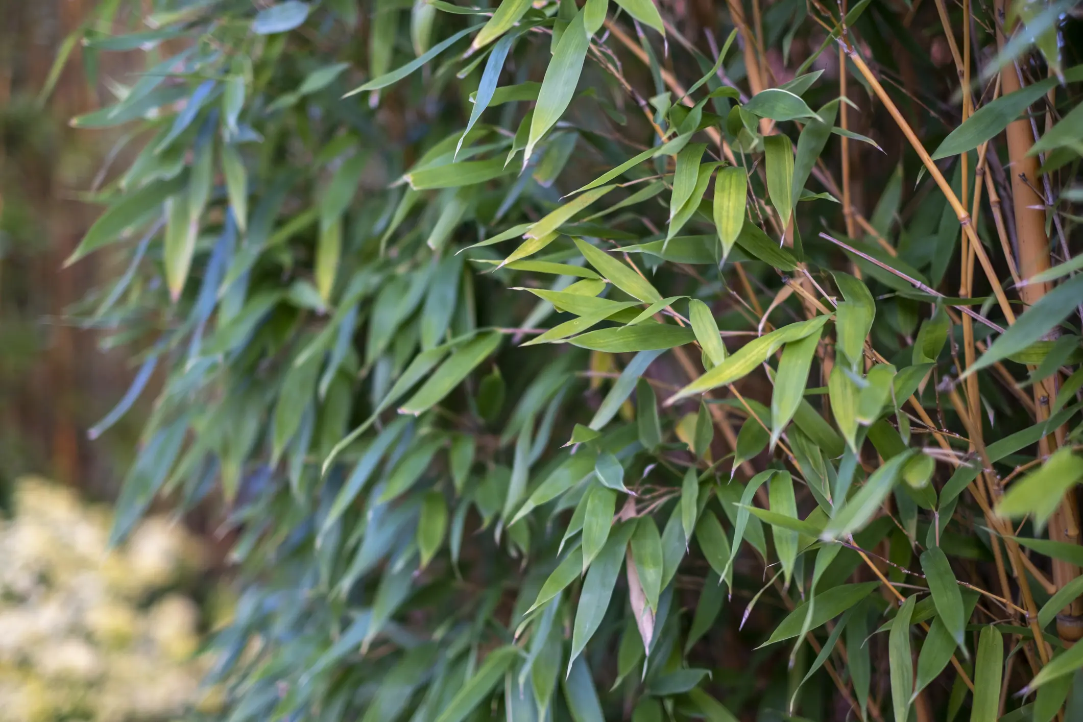 bamboo