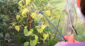 Japanese knotweed survey: cost, when you need one and what it involves