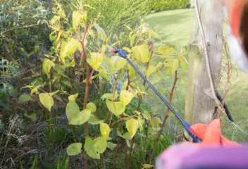 japanese knotweed survey