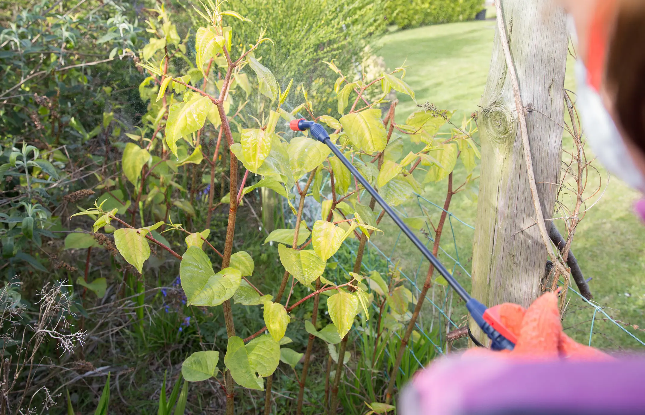 japanese knotweed survey