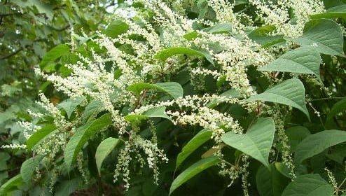 buying a house with japanese knotweed