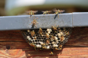 How to get rid of wasps this summer
