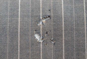 Tackling moths in your home: Top tips
