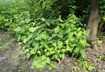Homeowner awarded £50,000 after survey missed Japanese knotweed