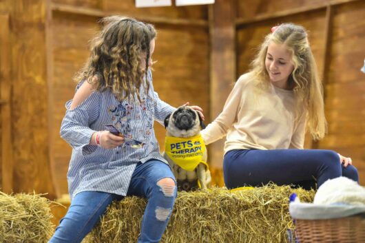 Animal Rescue Barn