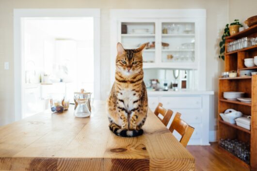 kitchen renovation - cat