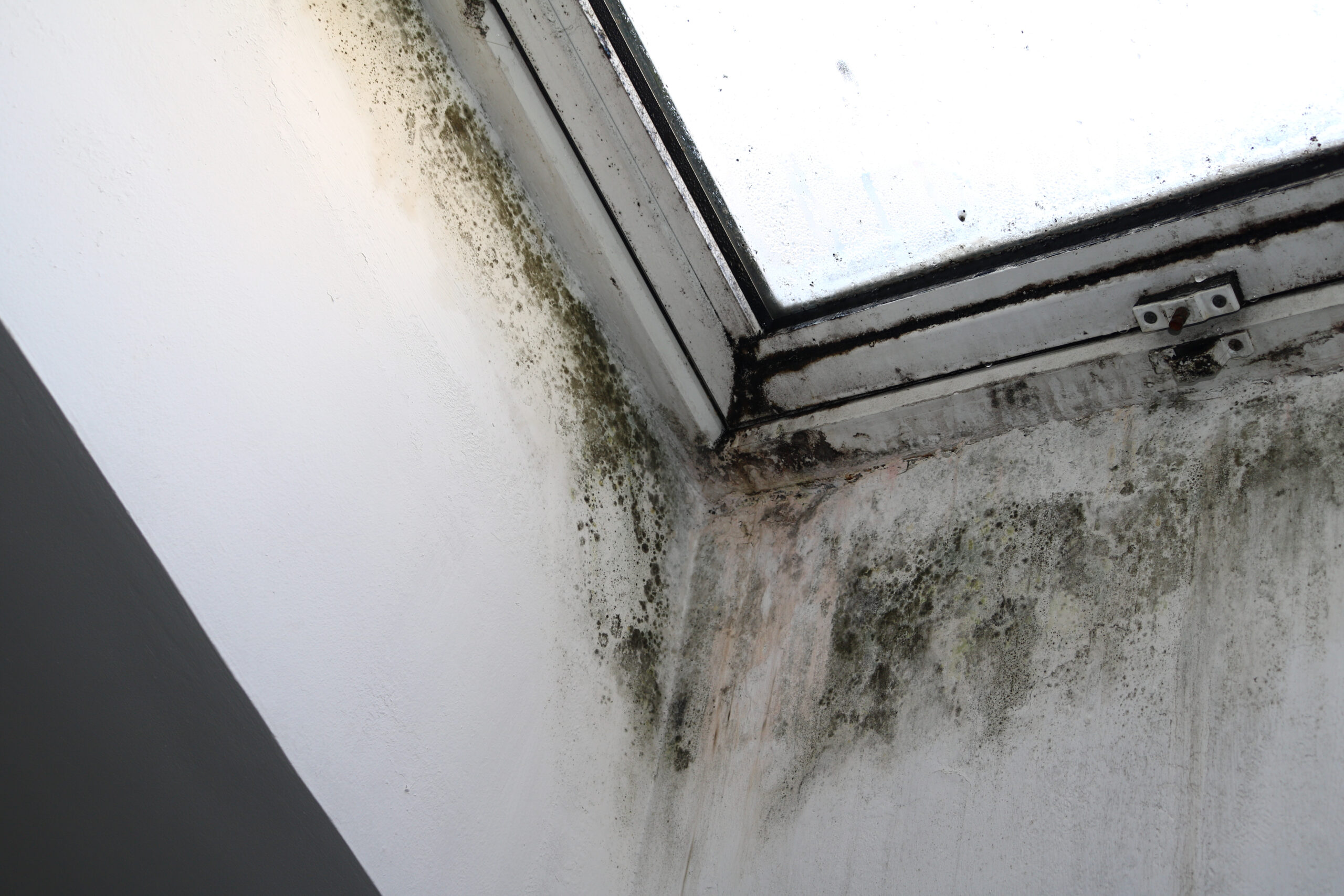 How to spot damp and get rid of it