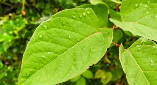 buying a house with japanese knotweed