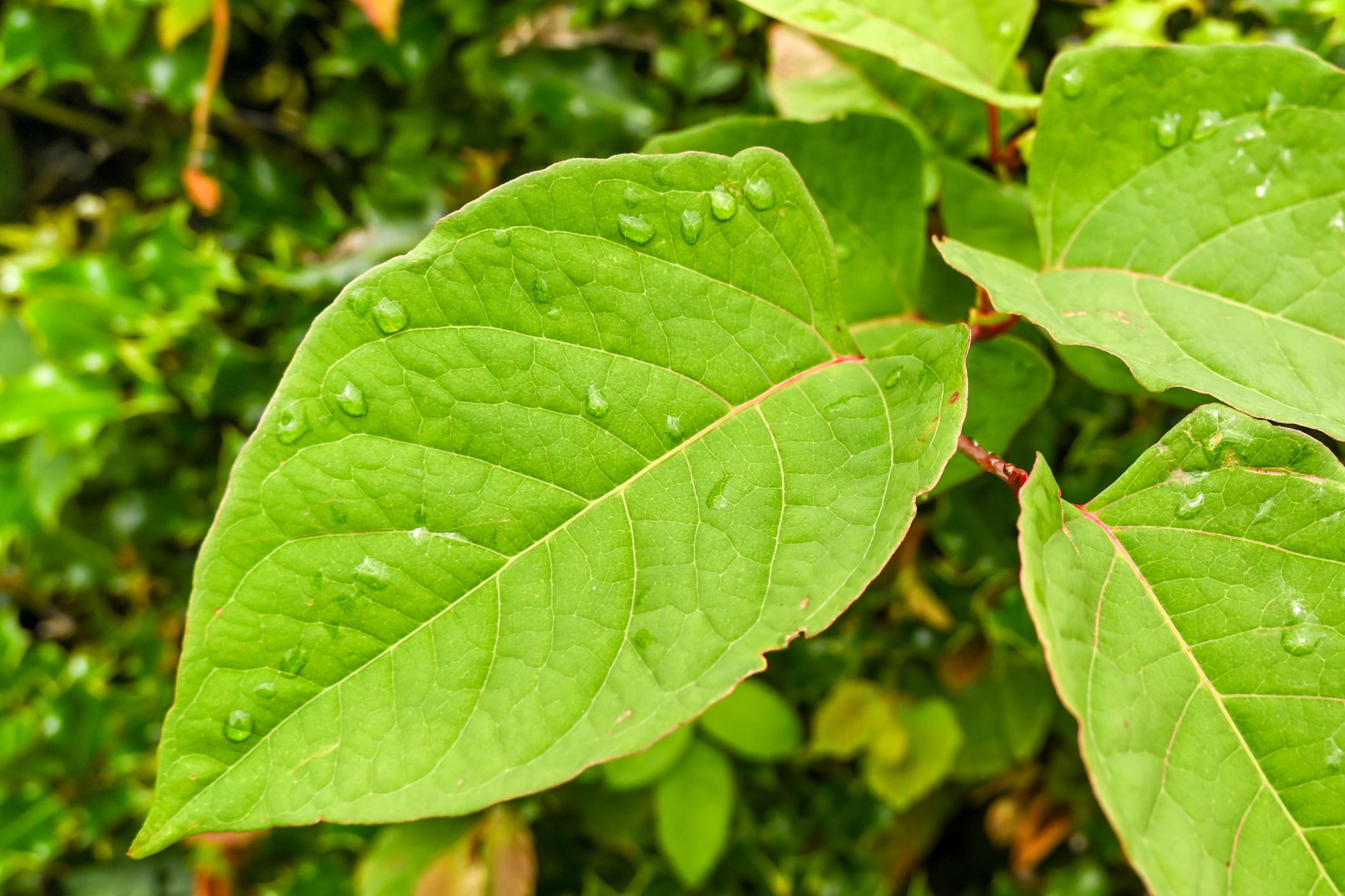 buying-or-selling-a-house-with-japanese-knotweed-homeowners-alliance